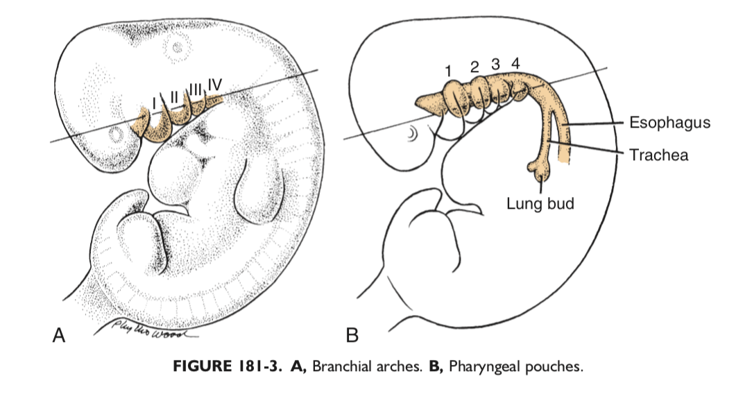 Embryology of the Pharyngeal Apparatus